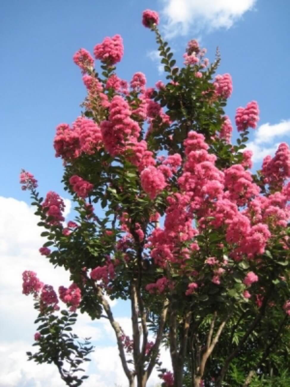 Lagestroemia Indica