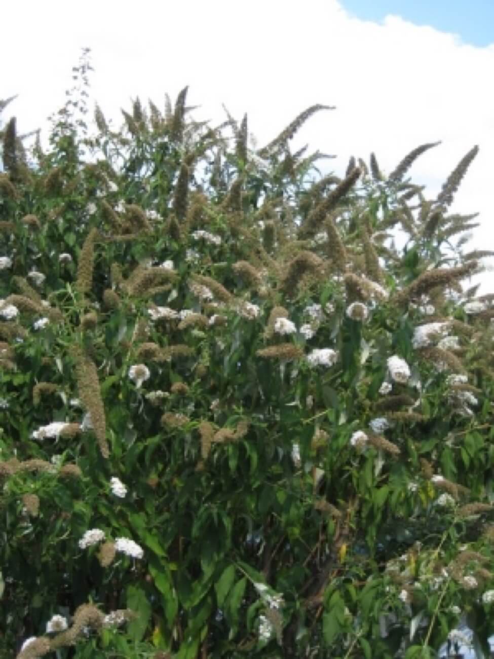 Buddleja