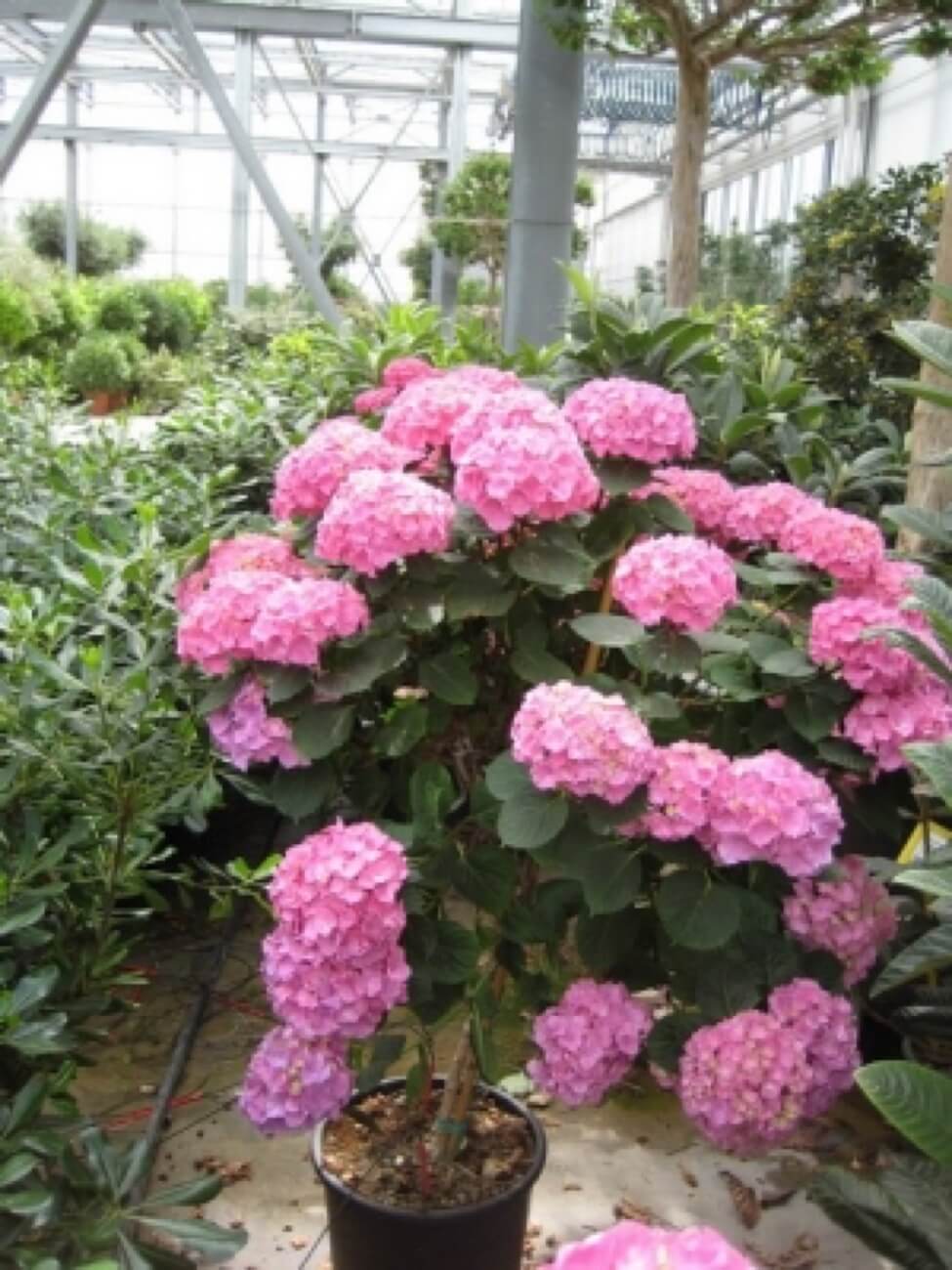 Hydrangea Ortensia