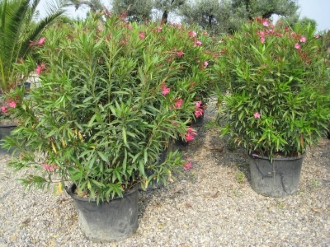 Nerium Oleander-oleandro