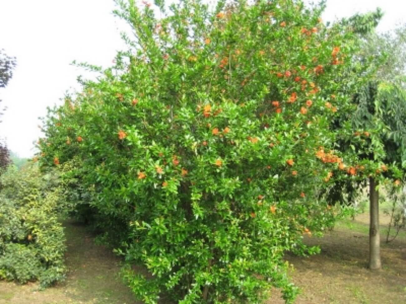 Punica Granatum-melograno A Cespuglio