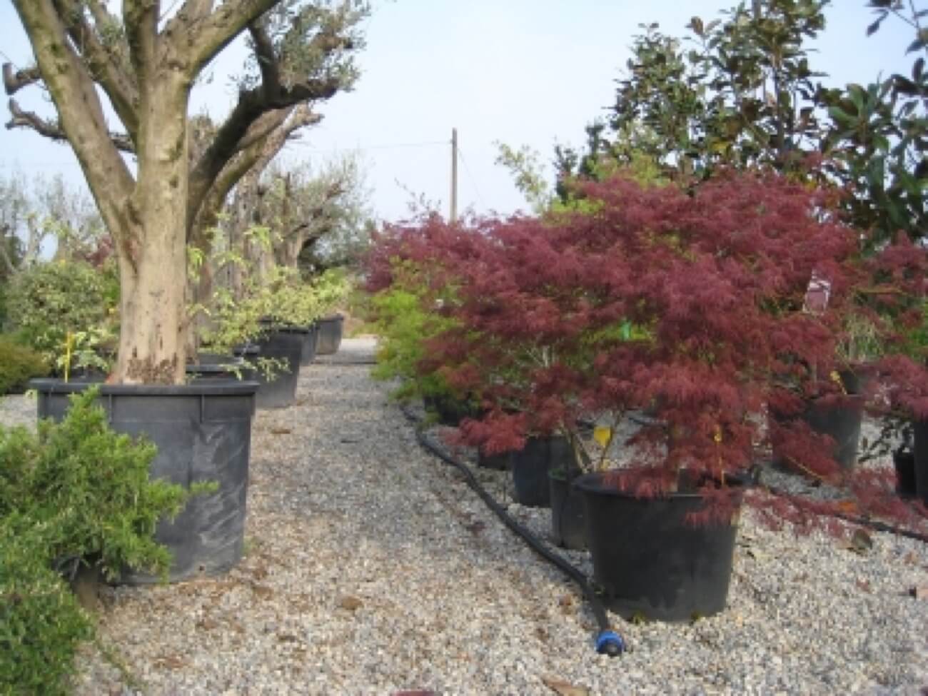 Acer Japonicum In Varieta'