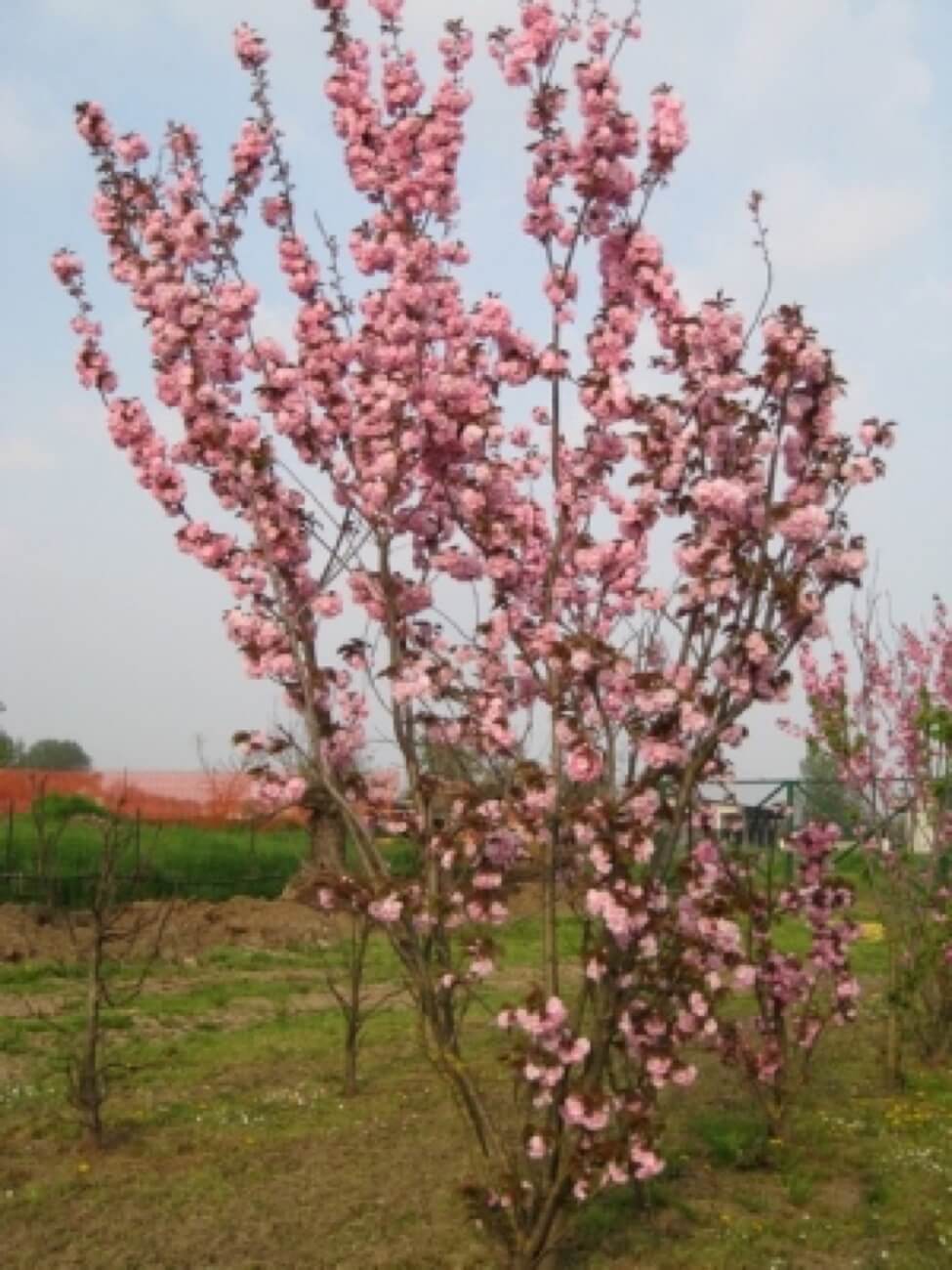 Prunus Serr. Kanzan