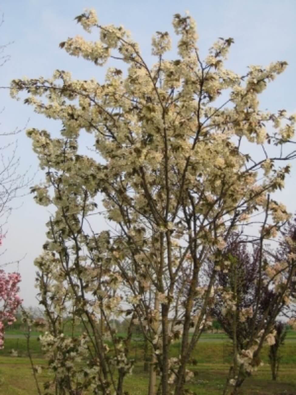 Prunus Ukkon