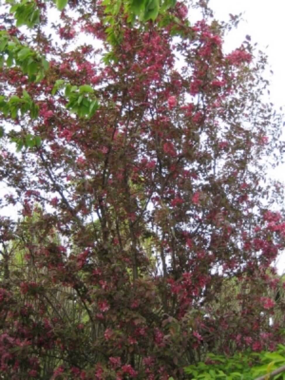 Malus Floribunda