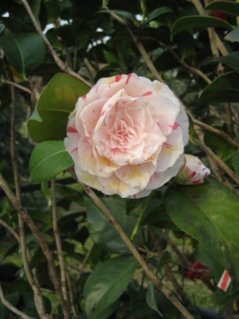 Camelia Japonica (particolare Del Fiore)