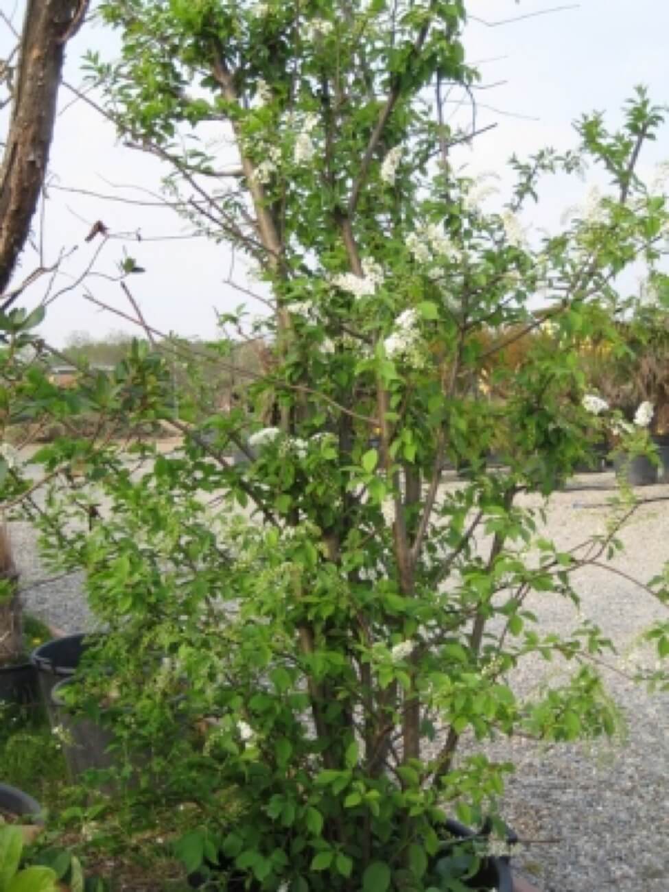 Prunus Padus