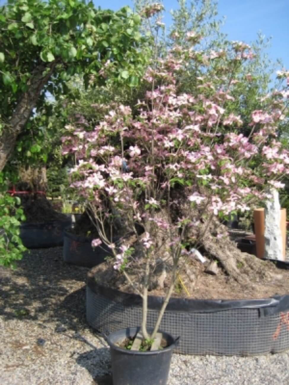 Cornus Florida