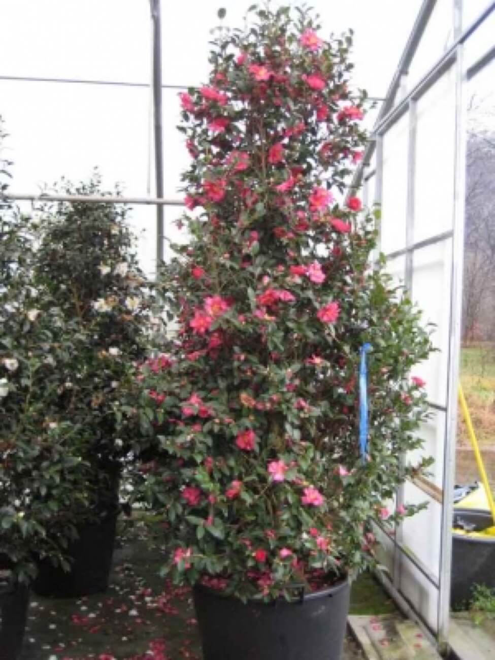 Camelia Sasanqua