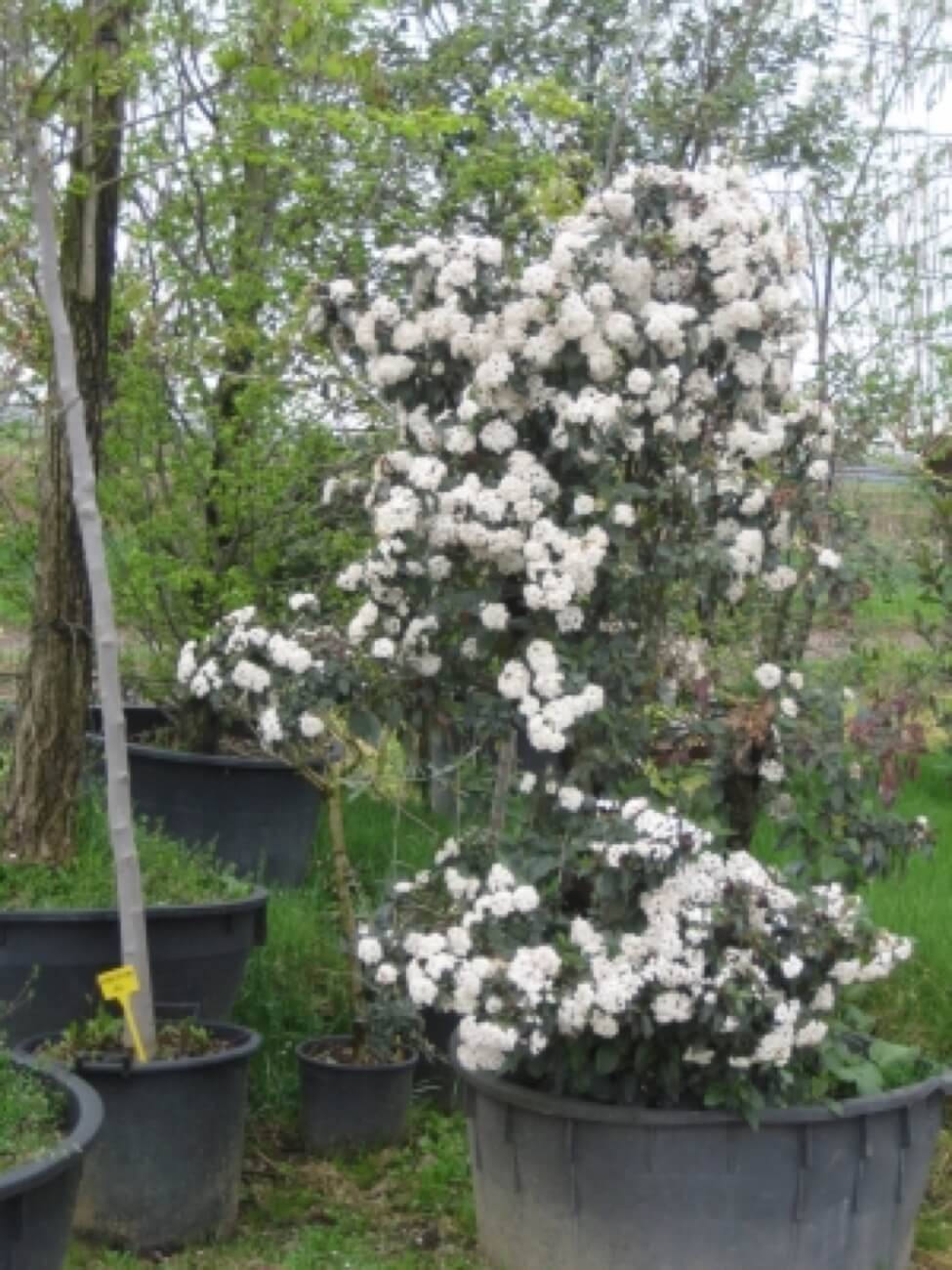 Viburnum Tinus