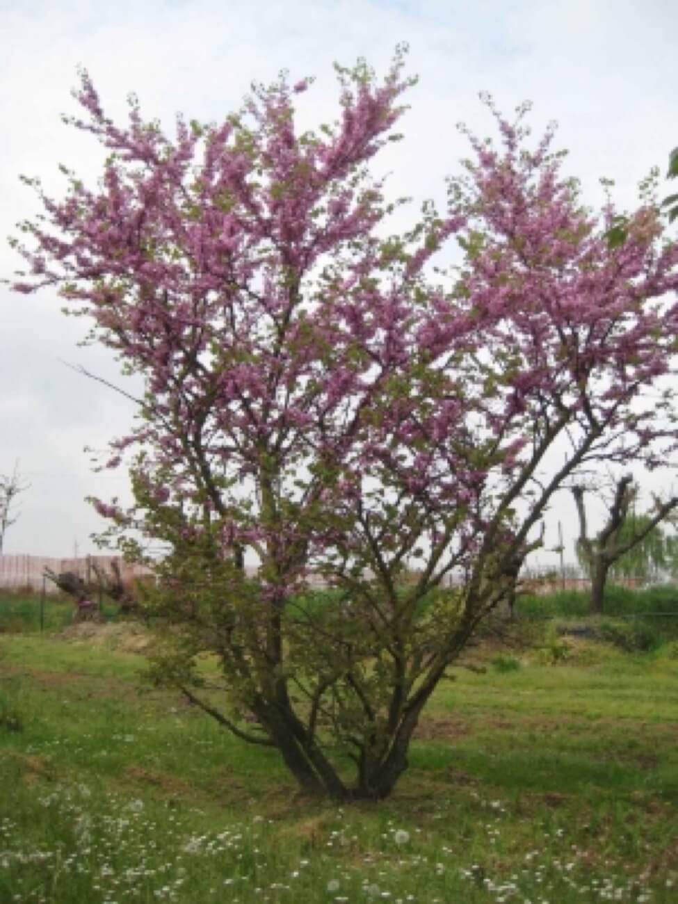Cercis Siliquastrum-albero Di Giuda