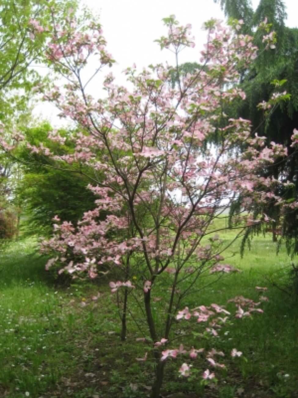 Cornus Florida