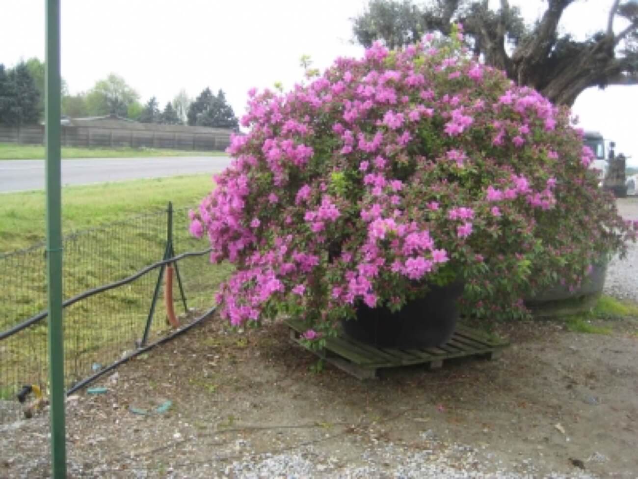 Azalea Esemplare