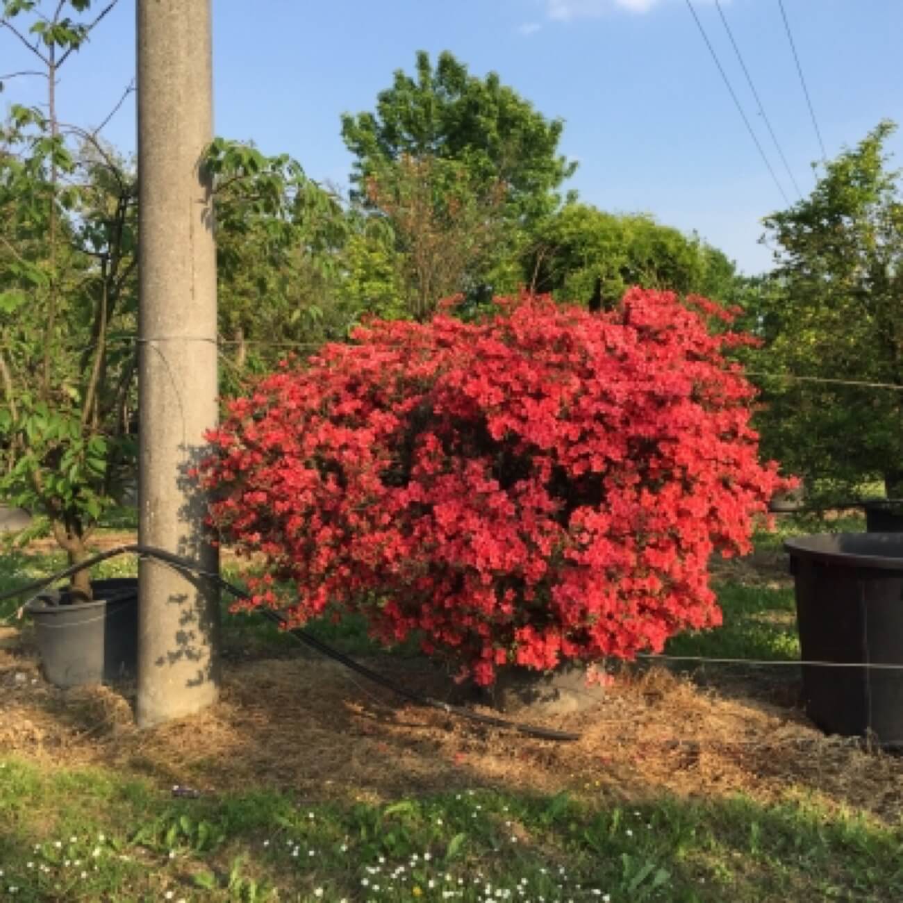 Azalea Japonica 