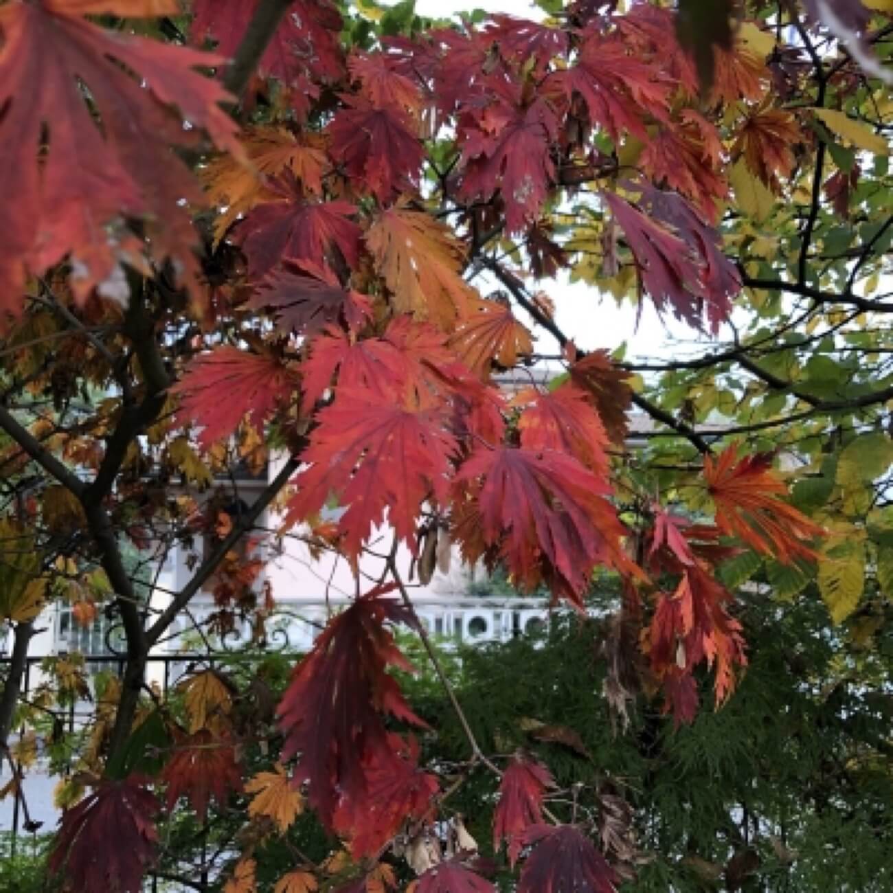 Quercia Rubra 