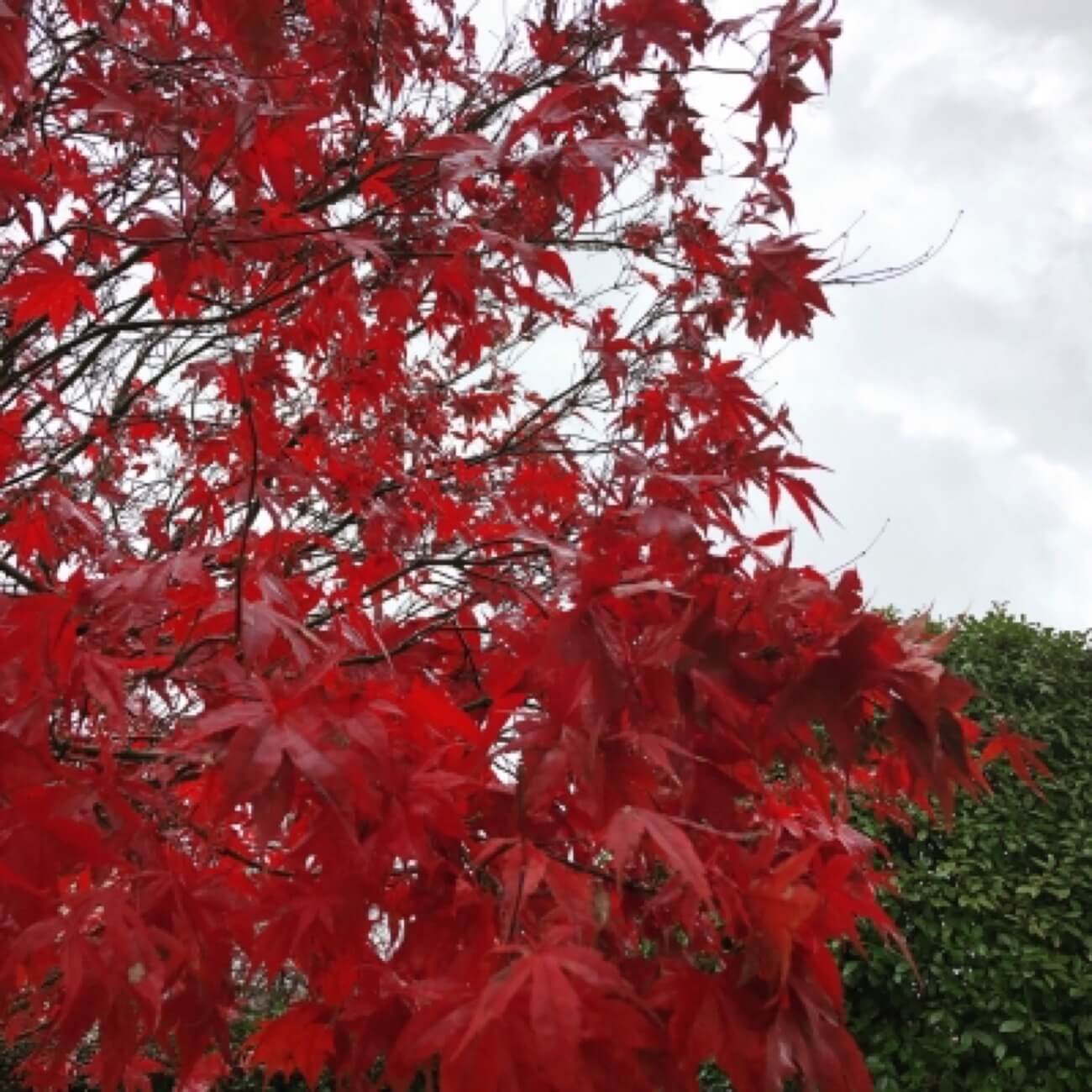 Acero Aspetto  Autunnale 